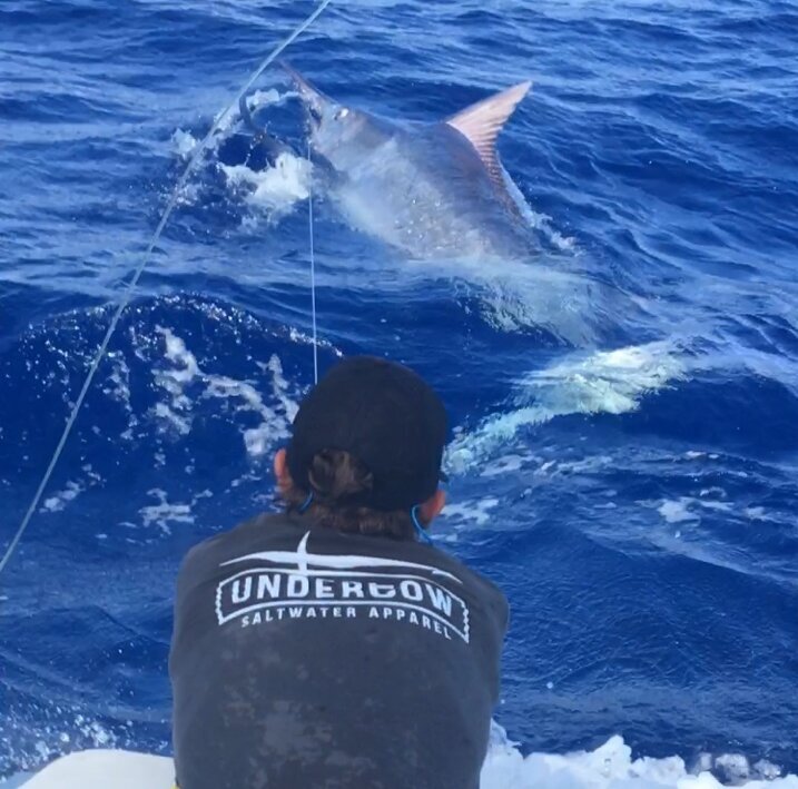 male angler reeling in a large marlin fish