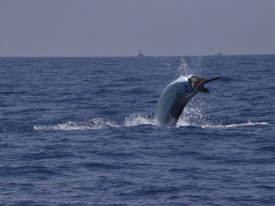 Marlin fish leaping in the air