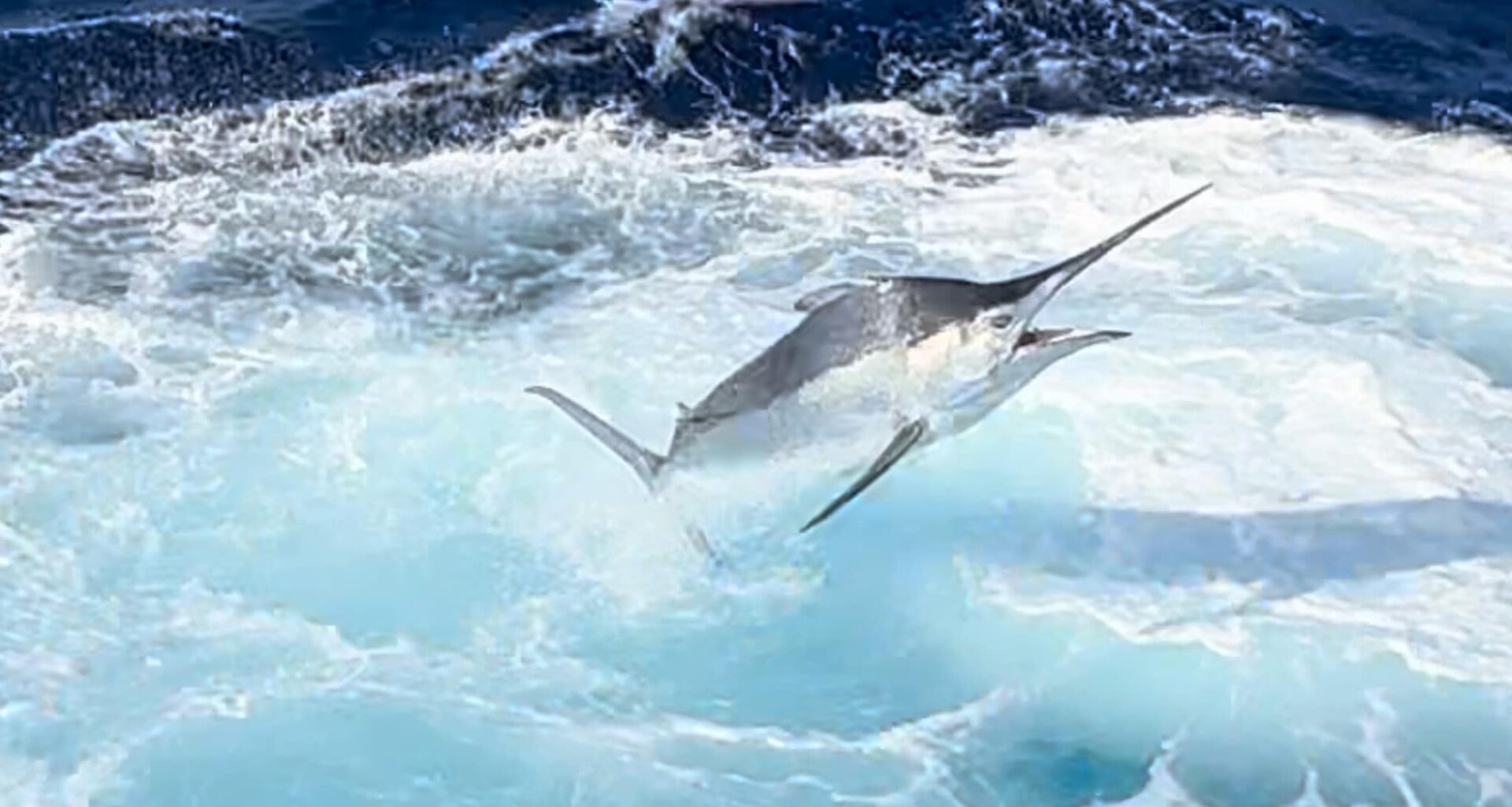 A marlin leaping out of the ocean, its long bill visible as it cuts through the water, surrounded by frothy blue waves.