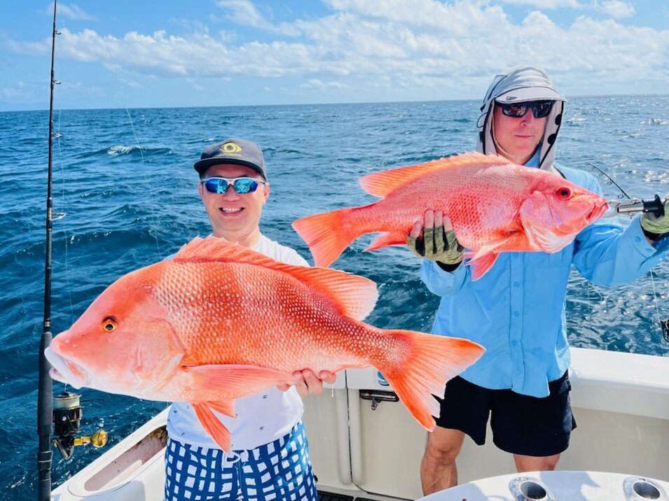 Some freshly caught Red Emperor fish