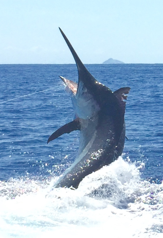marlin fish leaping out of the water