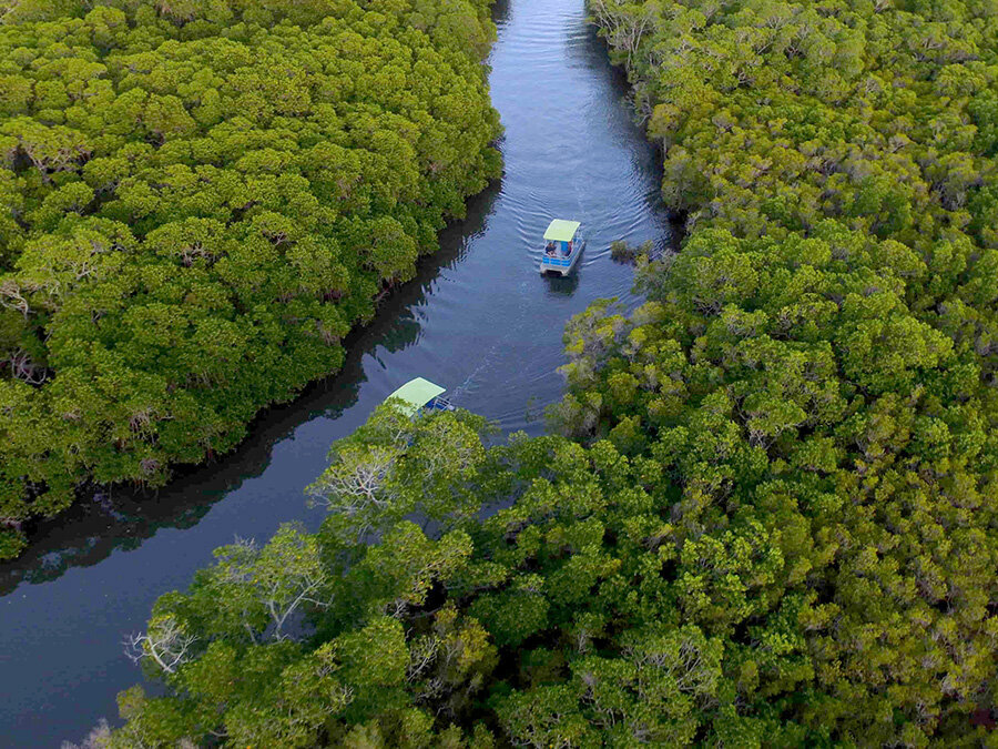 Port Douglas Inlet and mangroves
