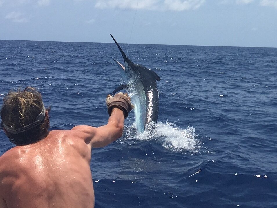 Game angler holding on to fishing line with fighting marlin fish