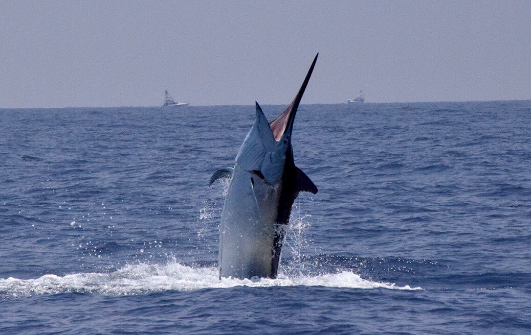 Beautiful large marlin leaping out of the water