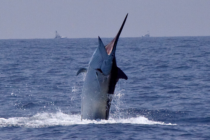Marlin fish launches into the air