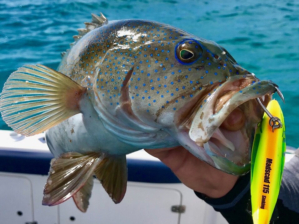 caught coral trout with lure still in its mouth