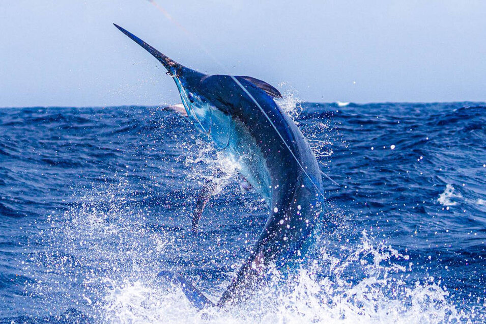 Marlin jumping out of the water while sport fishing on the Great Barrier Reef off Port Douglas