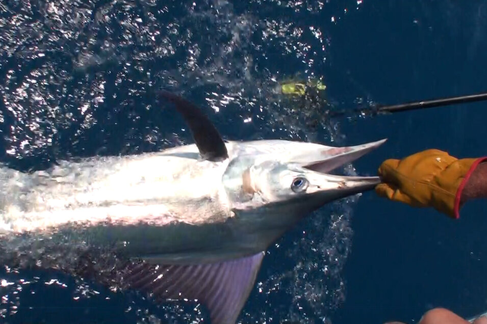 Small black marlin held by an angler before its release