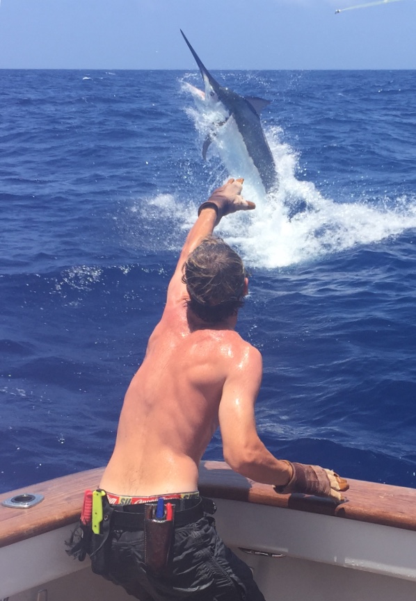 Male shirtless angler reeling in a jumping marlin