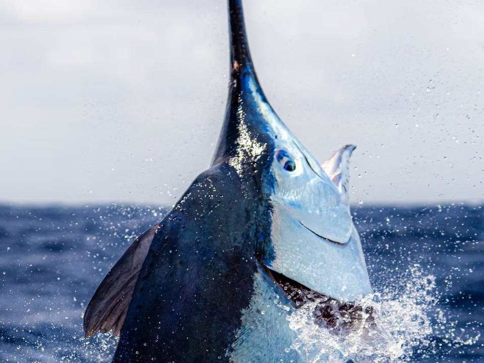 Marlin jumping out of the water off the Great Barrier Reef Australia