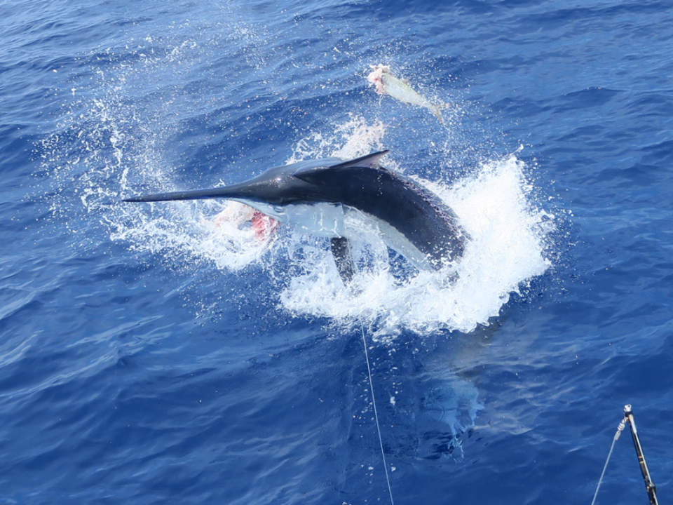 Marlin hooked up
