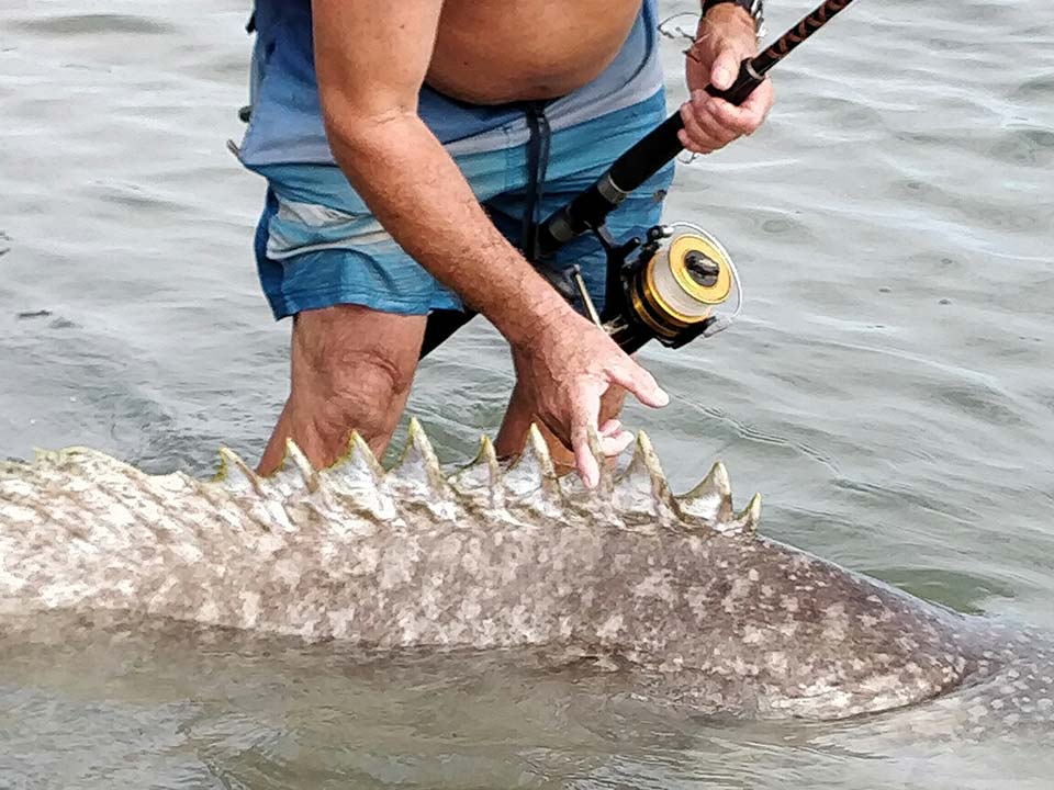 200 pound Queensland Groper caught off beach