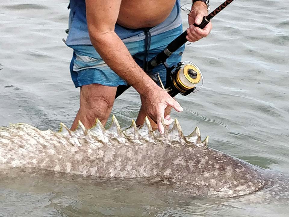 Queensland Groper