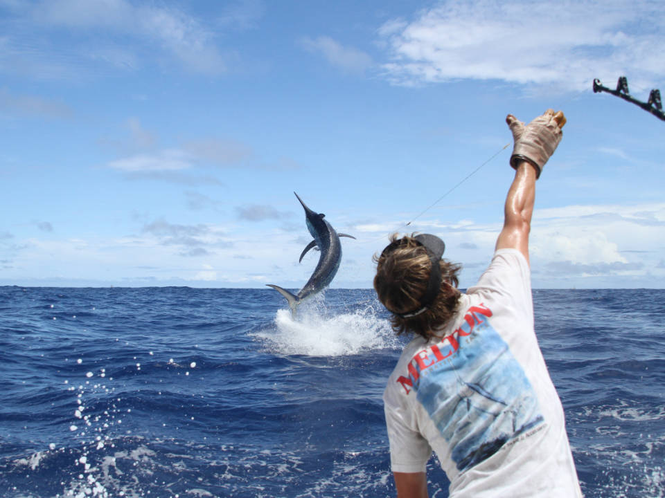 A marlin jumping out of the water