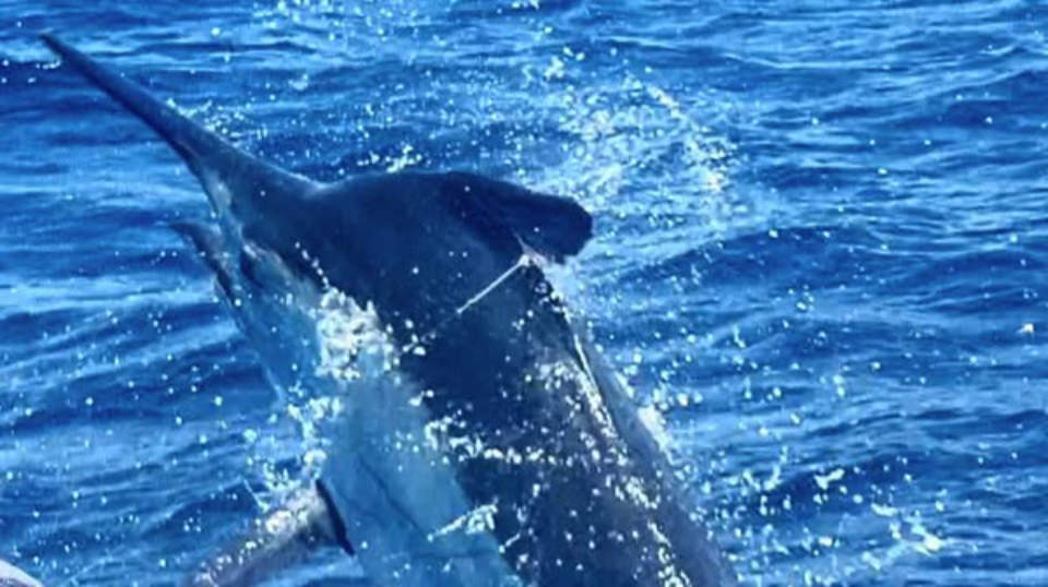 November 2025 Line Burner Out Now