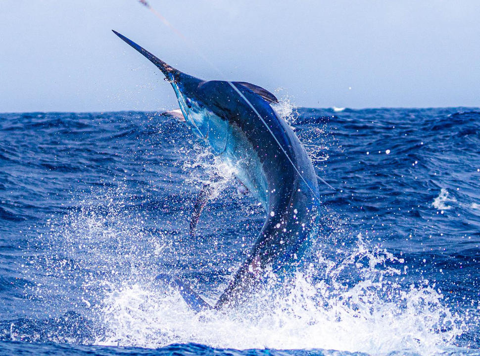 Marlin jumping out of the water