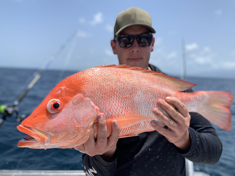 Freshly caught Red emperor fish