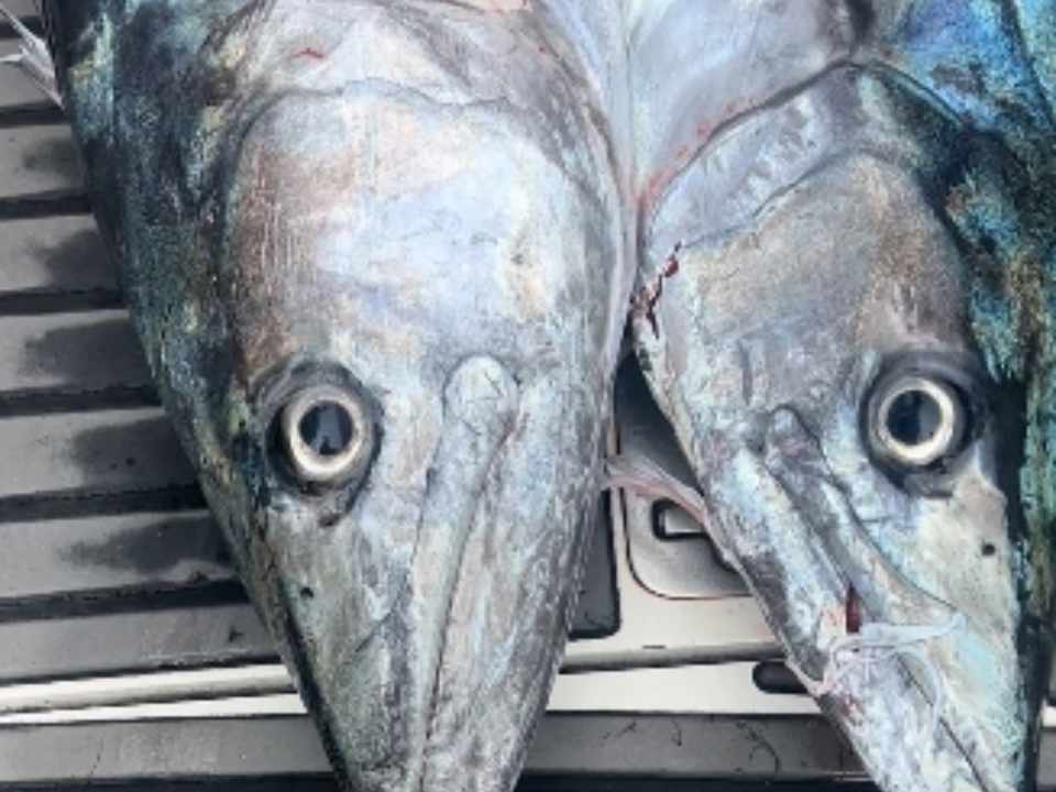 January 2026 Line Burner Out Now